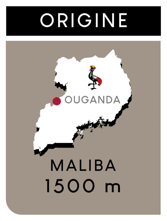 Café Guzo - Ouganda Maliba - 250g